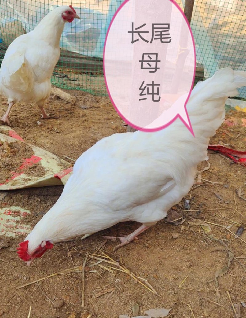 长尾鸡观赏日本长尾鸡受精蛋10个防震包装包邮