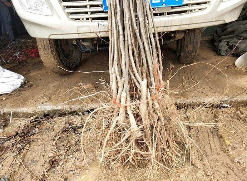 果树苗烟台梨树苗嫁接啤梨苗秋月梨香水梨树南北方种植当
