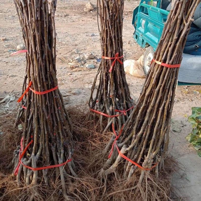 果树苗烟台梨树苗嫁接啤梨苗秋月梨香水梨树南北方种植当