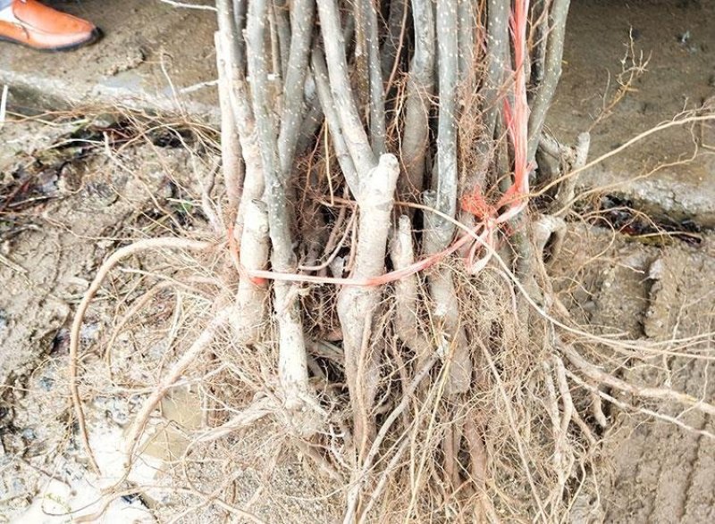 果树苗烟台梨树苗嫁接啤梨苗秋月梨香水梨树南北方种植当