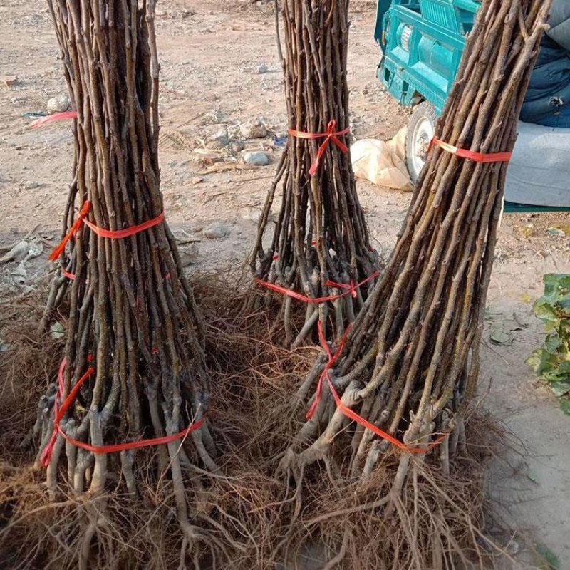 果树苗烟台梨树苗嫁接啤梨苗秋月梨香水梨树南北方种植当