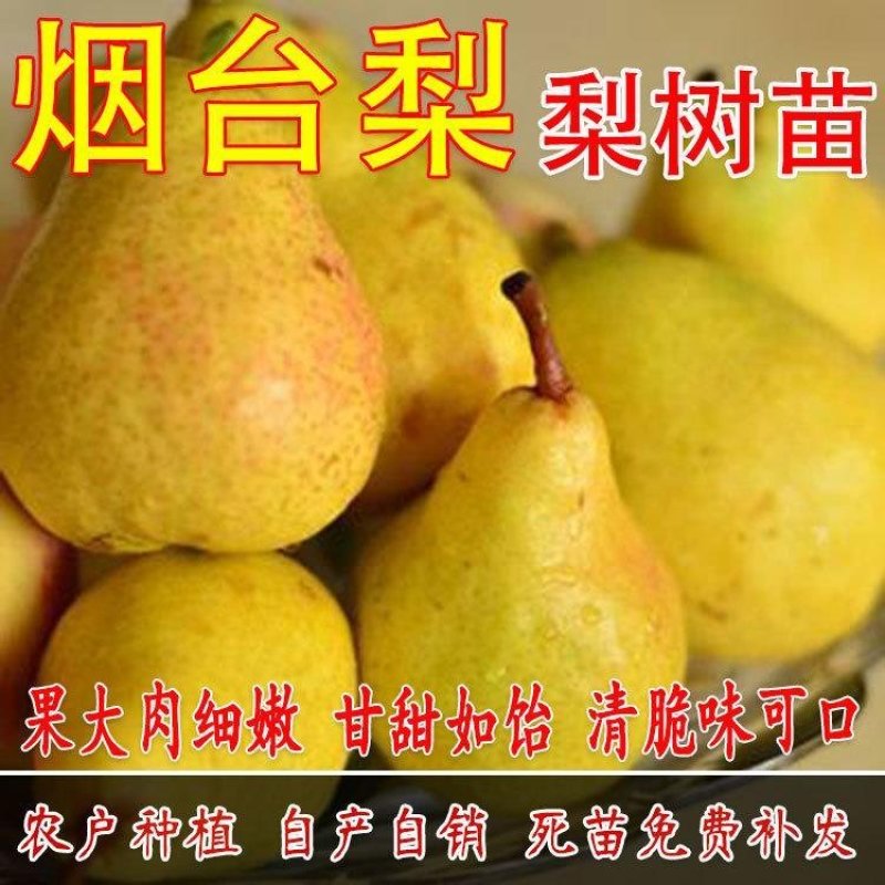 果树苗烟台梨树苗嫁接啤梨苗秋月梨香水梨树南北方种植当