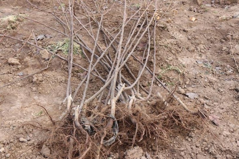 果树苗烟台梨树苗嫁接啤梨苗秋月梨香水梨树南北方种植当