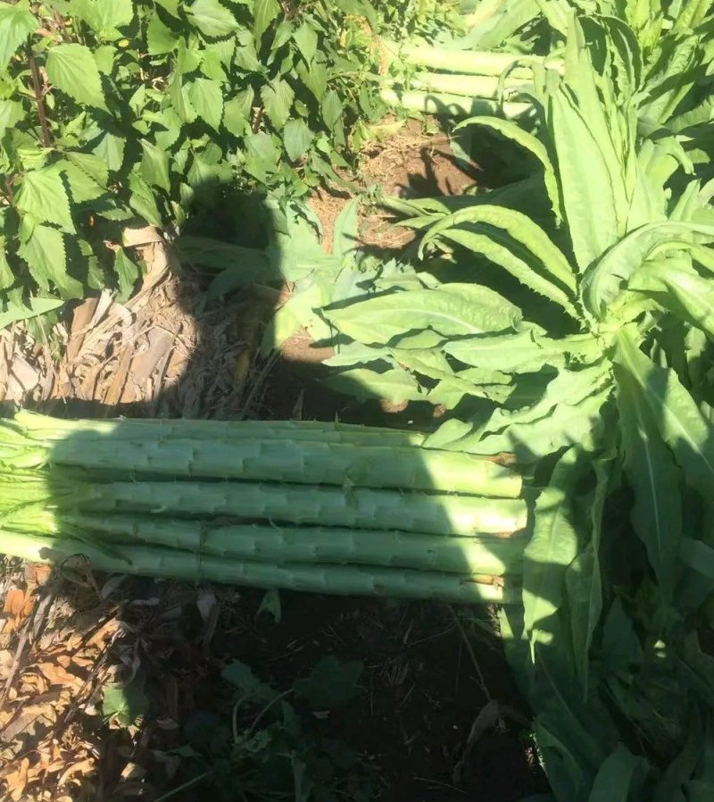 云南莴苣杆子莴笋青笋大量上市～蔬菜产地直销质量好价格便宜