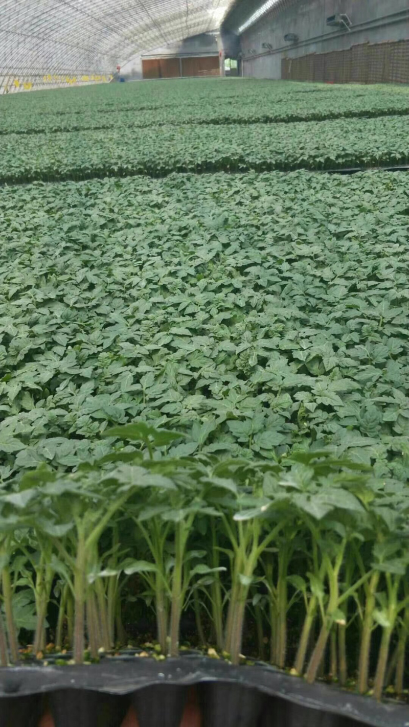 【精品】山东西红柿苗番茄苗口感柿子苗成活率高