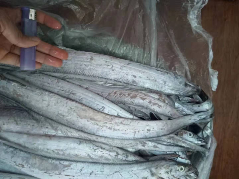渤海湾野生黑眼刀鱼