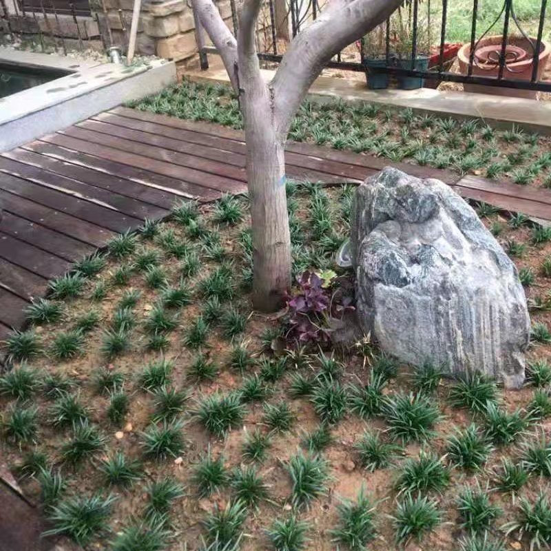 日本矮麦冬草玉龙草可以为某宝某多提供一件代发！！