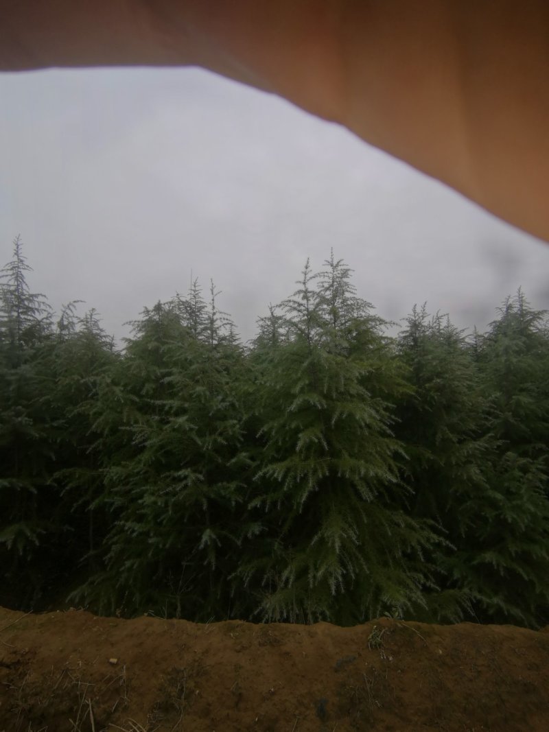 雪松价格**3米雪松4米雪松价格多少钱