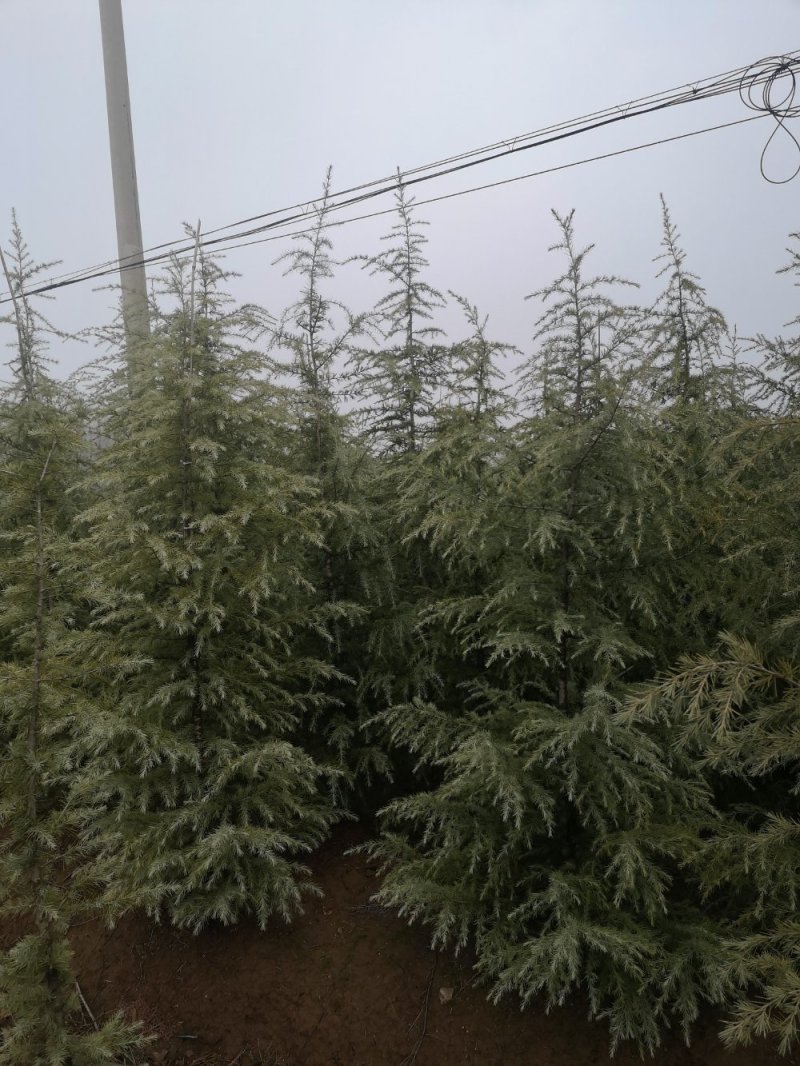 雪松价格**3米雪松4米雪松价格多少钱