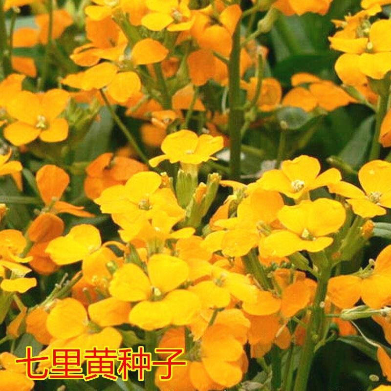 花卉种子七里黄袋装七里黄种子观花植物庭院种植室内