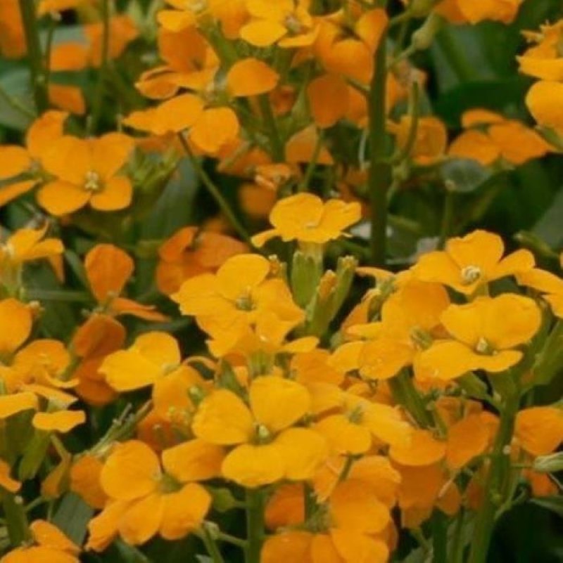 花卉种子七里黄袋装七里黄种子观花植物庭院种植室内