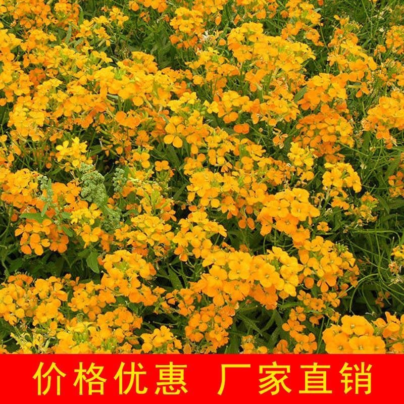 花卉种子七里黄袋装七里黄种子观花植物庭院种植室内