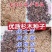 杉木种子，发芽率高，产量高，编织袋双层包装，技术指导服务