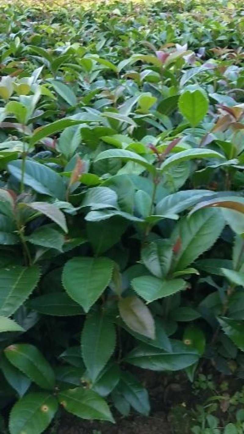 金桂桂花苗，可绿化，可盆栽
