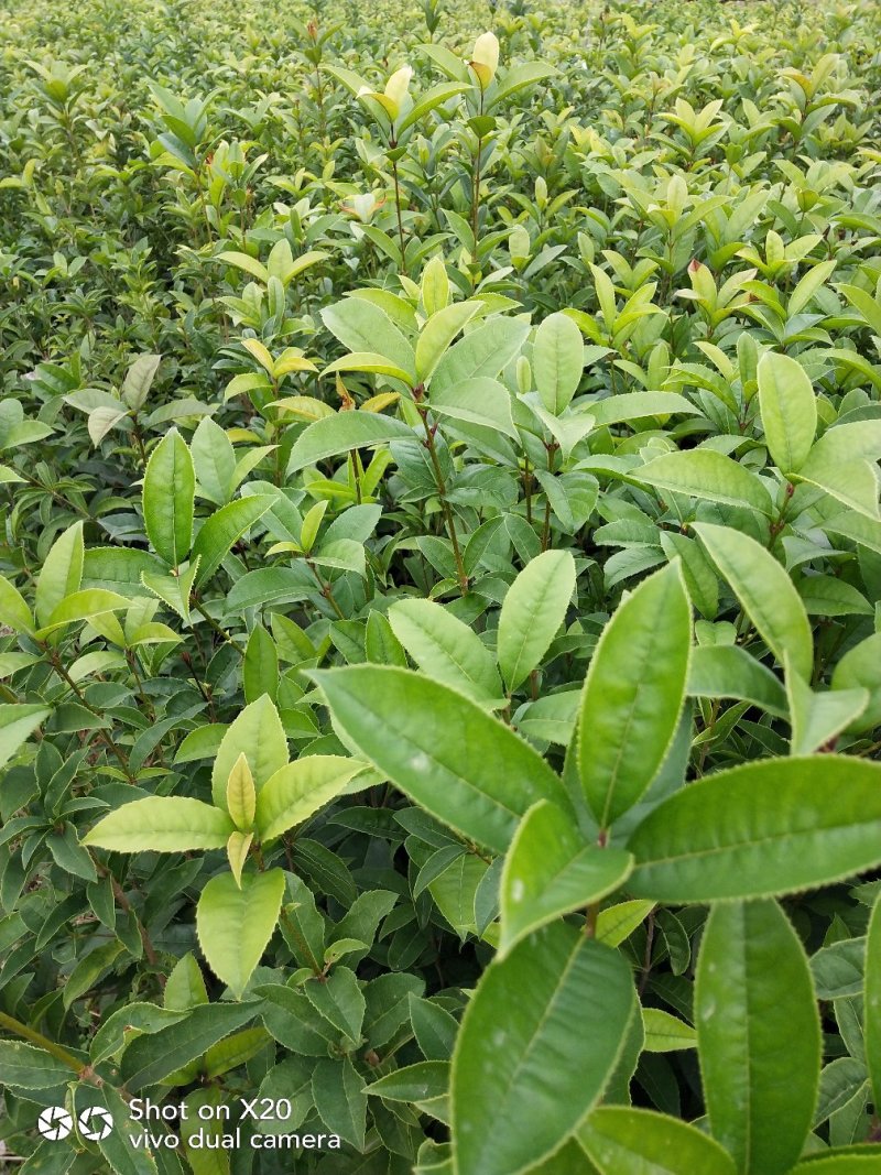 金桂桂花苗，可绿化，可盆栽