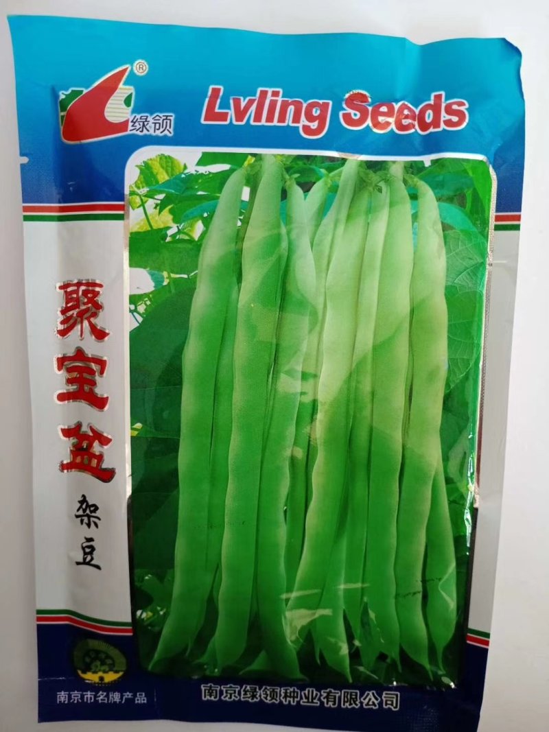 金豆芸种子小金豆种子种种子高产品种种品种