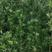 罗汉松苗，可造形，可盆栽绿化等耐高温耐霜冻，免疫力强。