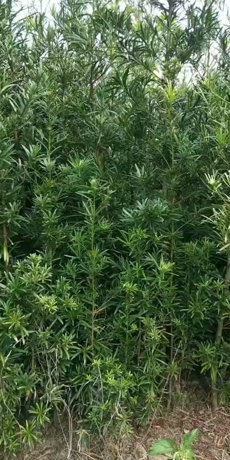 罗汉松苗，可造形，可盆栽绿化等耐高温耐霜冻，免疫力强。
