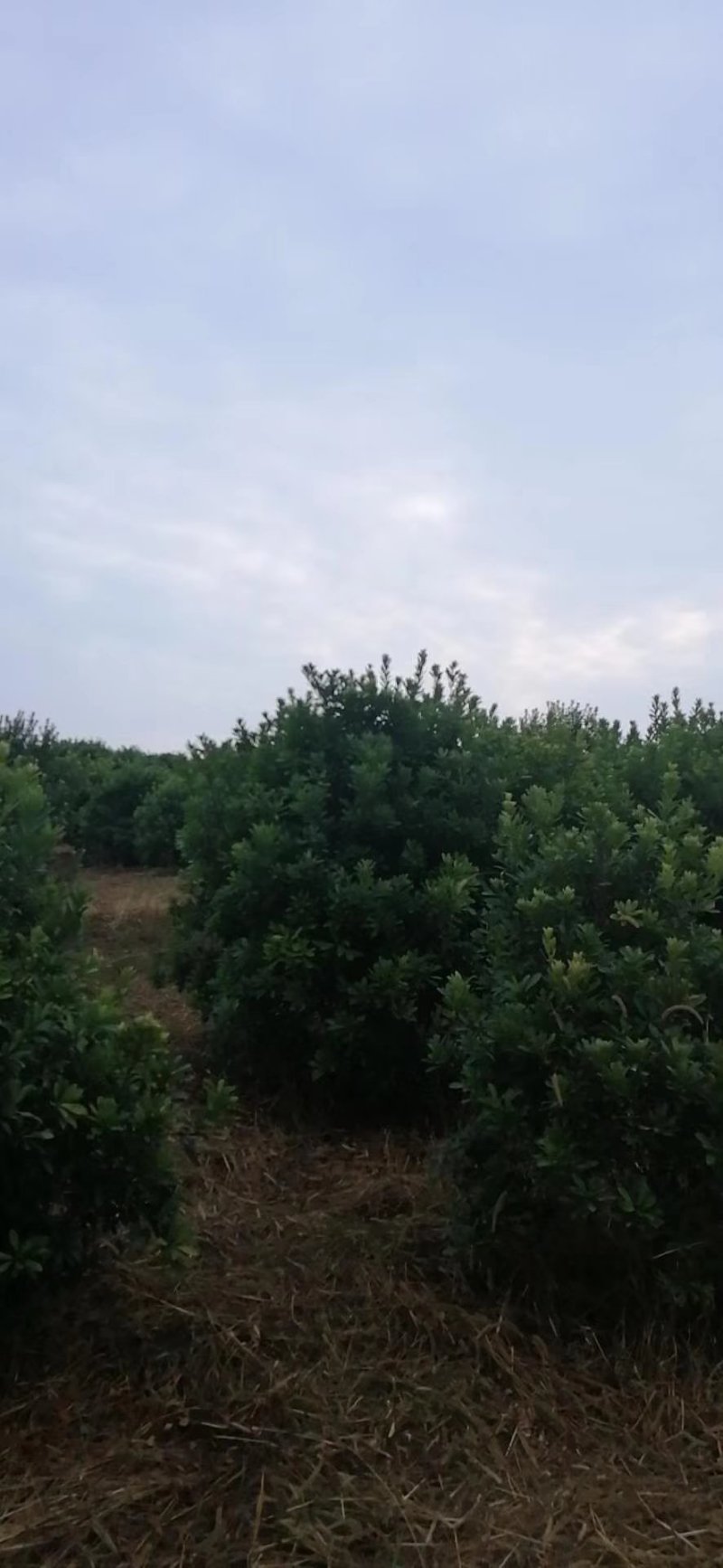 杨梅树，东魁杨梅树批发及零售