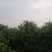 杨梅树，东魁杨梅树批发及零售