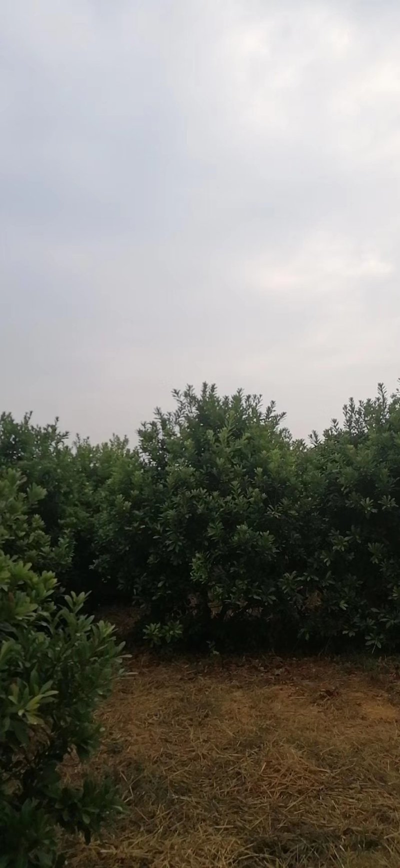 杨梅树，东魁杨梅树批发及零售