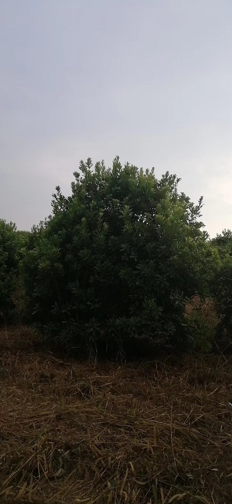 杨梅树，东魁杨梅树批发及零售