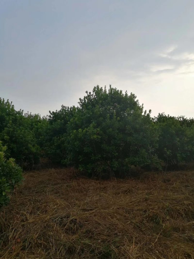 杨梅树，东魁杨梅树批发及零售