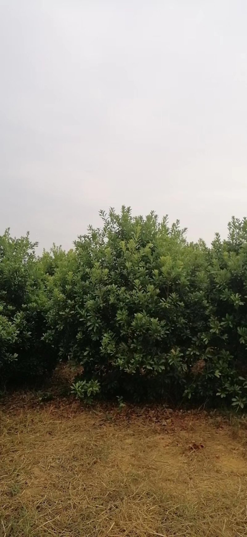 杨梅树，东魁杨梅树批发及零售