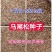 马尾松种子，发芽率高，产量高，编织袋双层包装，提供技术指导