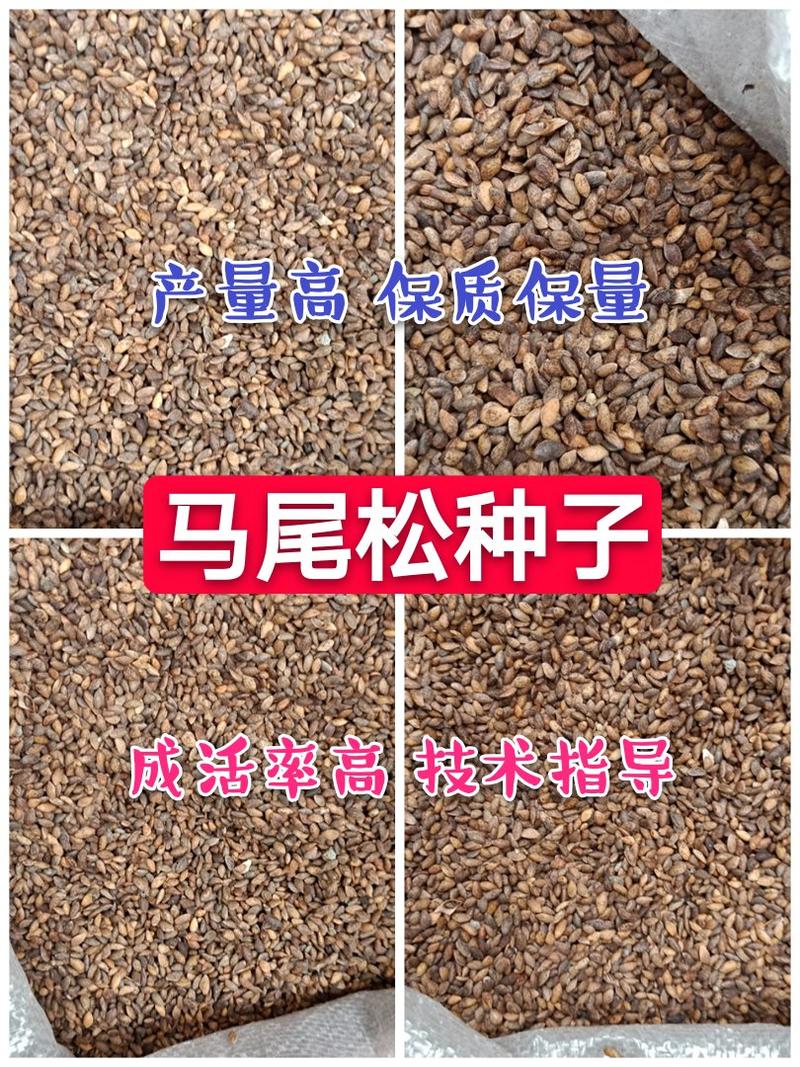 马尾松种子，发芽率高，产量高，编织袋双层包装，提供技术指导