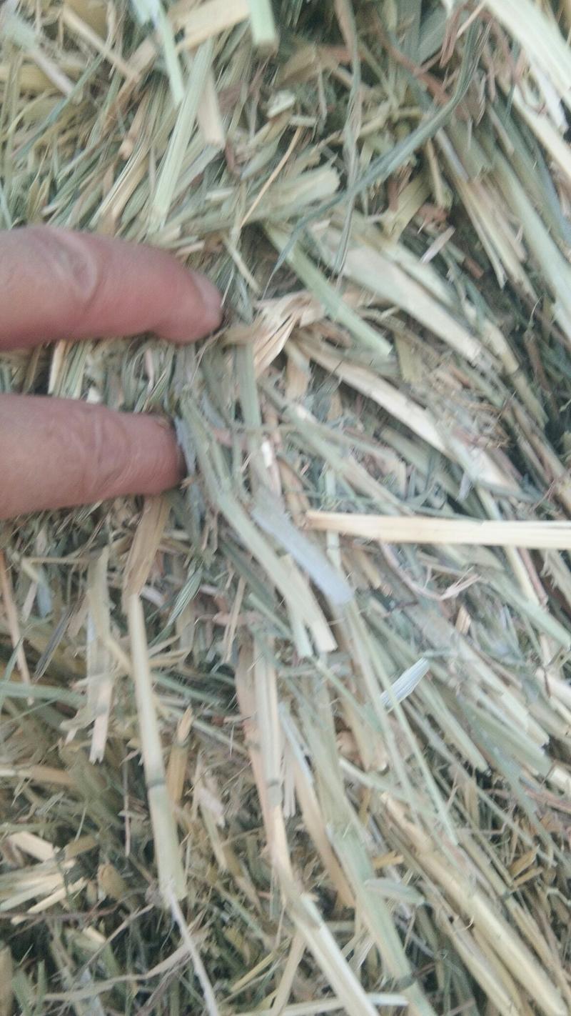 燕麦草优质燕麦草燕麦草基地甘肃燕麦草玉门燕麦草