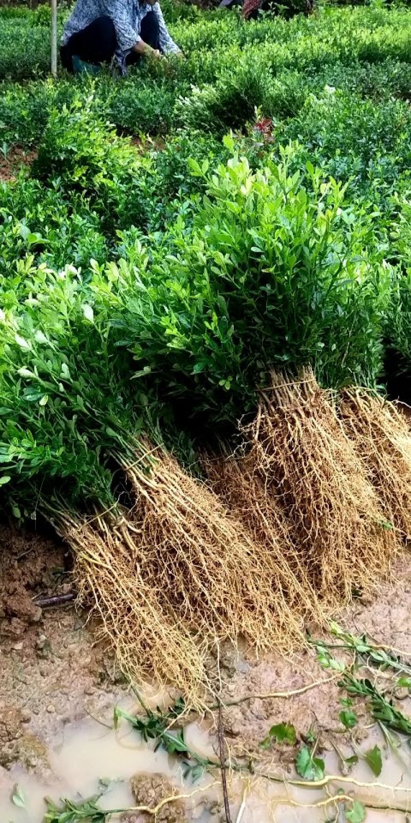 基地大量供应积壳大小苗占木