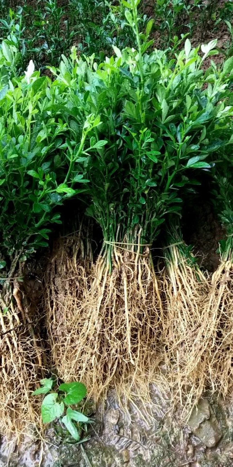 基地大量供应积壳大小苗占木