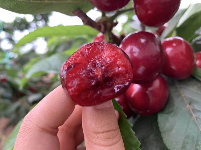 瑞德樱桃苗瑞德樱桃苗批发瑞德樱桃苗价格矮化樱桃苗