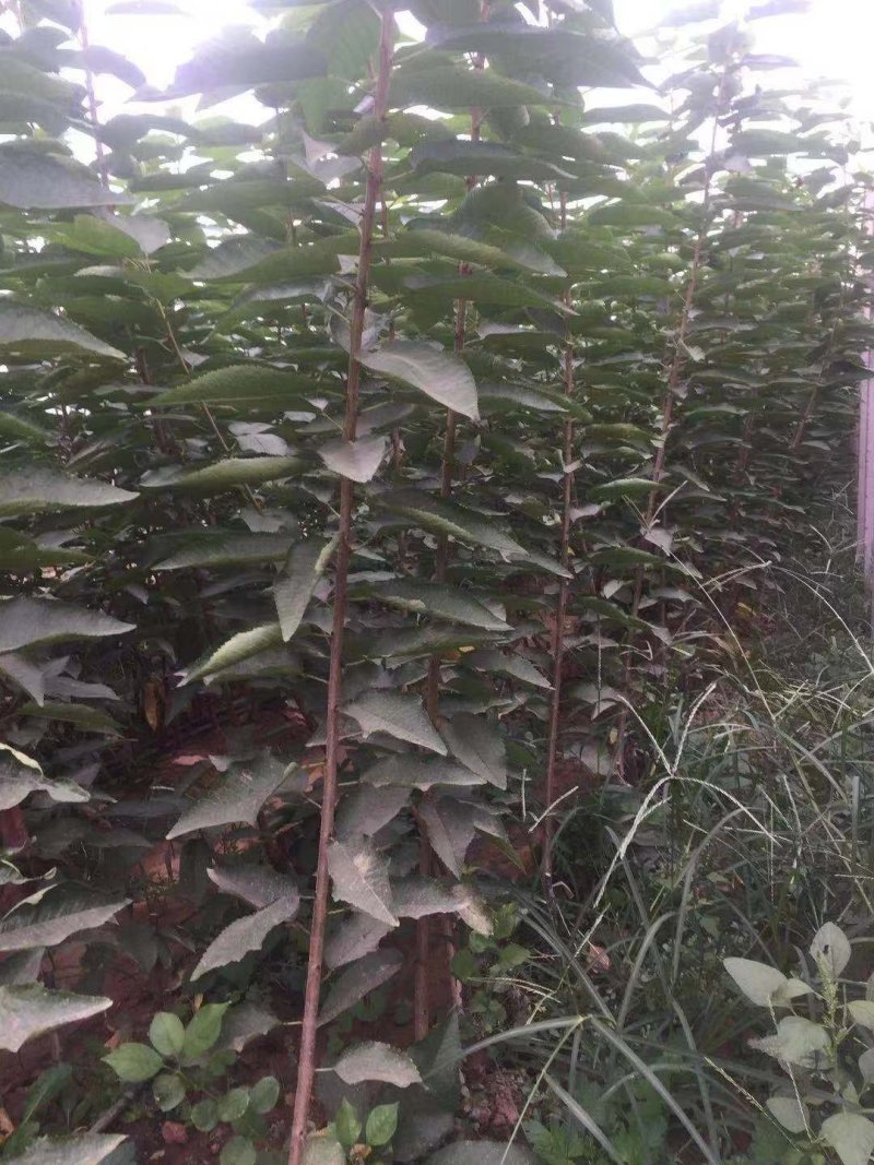 瑞德樱桃苗瑞德樱桃苗批发瑞德樱桃苗价格矮化樱桃苗