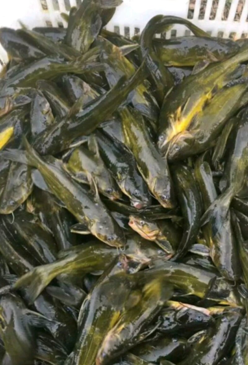 黄颡苗及各种规格，随时有货，耐运输存活率高