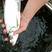 银鳕鱼大小规格随时都有。抗病毒强，耐运输成活率高