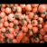 西红柿西红柿硬粉西红柿质量好不好你看了就知道了代发代加工