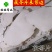茯苓片无硫磺产地直销一箱十公斤