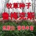 进口鲁梅克斯种子俄罗斯饲料菜多年生四季牧草种子鸡鸭鹅猪包