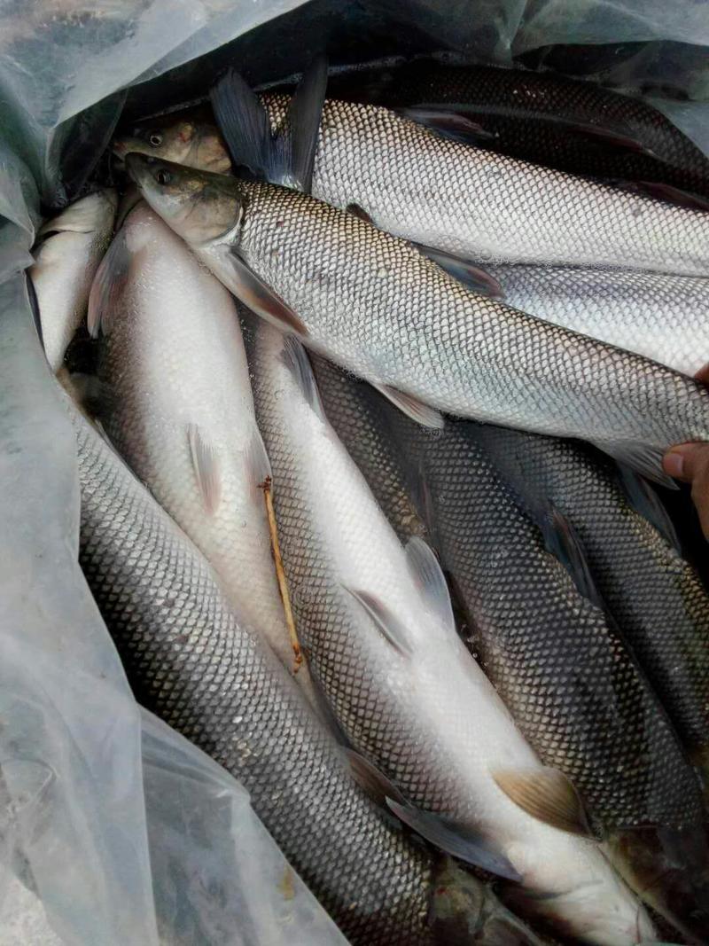 草鱼苗食用人工养殖活鱼0.25~1公斤