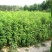 灌木种子刺槐紫穗槐猪屎豆银合欢多花木兰公路绿化护坡固土草