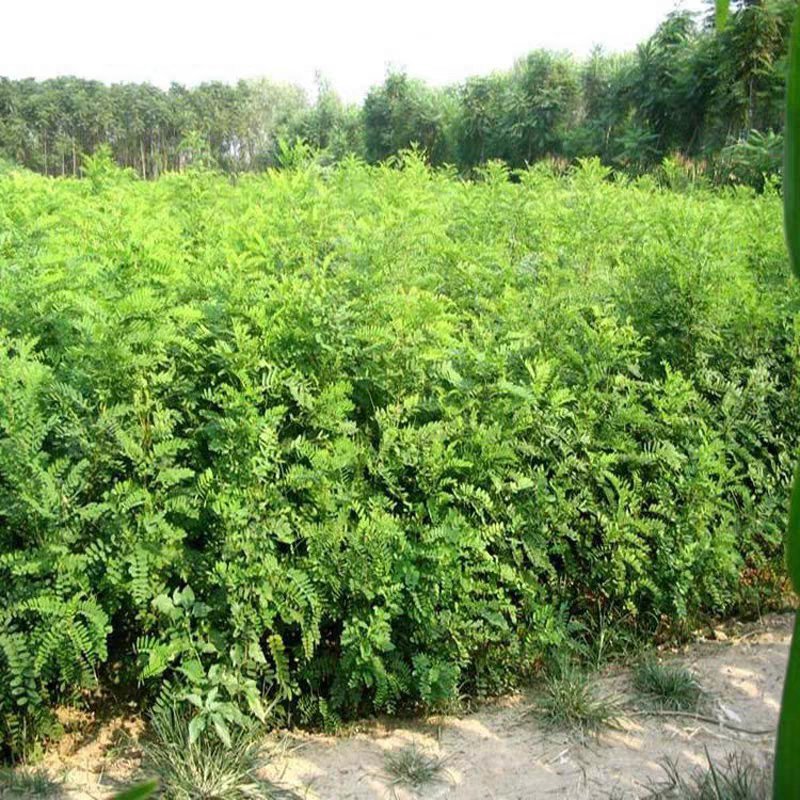 灌木种子刺槐紫穗槐猪屎豆银合欢多花木兰公路绿化护坡固土草