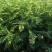 灌木种子刺槐紫穗槐猪屎豆银合欢多花木兰公路绿化护坡固土草
