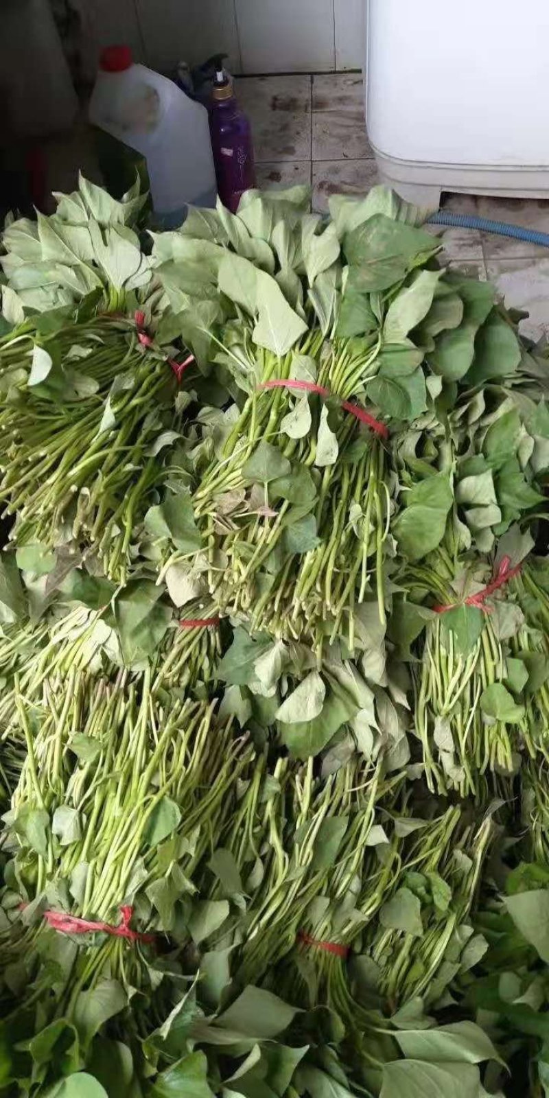 开封红薯苗，诚信经营，你的安心，我的放心，支持预约