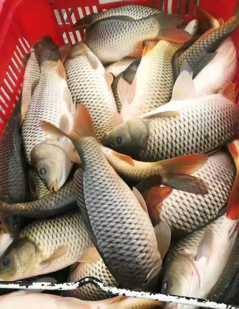 鲤鱼苗。各种规格及成品鱼都有货，抗病毒强，长势快