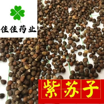 紫苏子紫苏籽出油率高苏子供应各种中药材