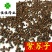 紫苏子紫苏籽出油率高苏子供应各种中药材