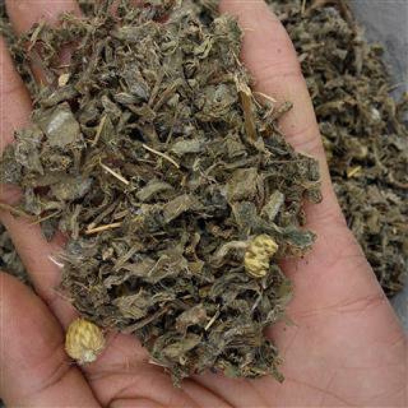 小蓟野生过筛货供应各种中药材
