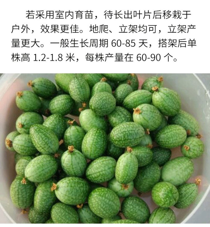 拇指西瓜种子春夏秋冬四季水果种子盆栽阳台